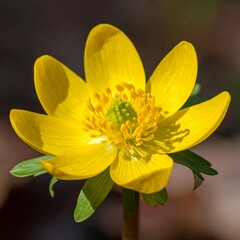 Obraz premium Close-up of a vibrant yellow flower, showcasing intricate details of its petals and pistil.