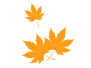 Two Orange Maple Leaves and a Smaller One