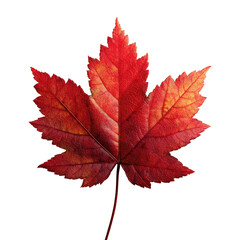Obraz premium A vibrant red maple leaf, isolated on a transparent background, showcasing autumnal colors and intricate details. background removed