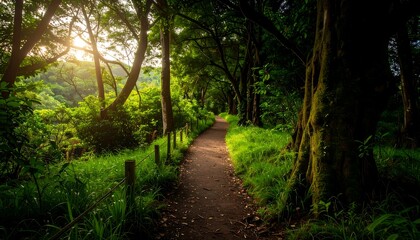 Fototapeta premium Sunlit path through a lush forest