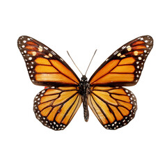 Obraz premium Large orange butterfly with black wings