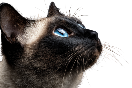 Close-up of a Siamese cat's face, gazing upward with striking blue eyes against a transparent background. background removed