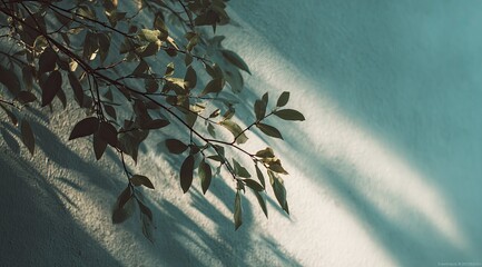 Light and shadow play on a teal wall with leaves