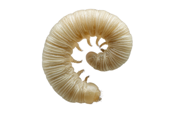 Close-up of a pale, segmented larva curled into a spiral shape against a transparent background. background removed