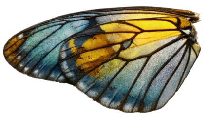 Macro close-up of a colorful butterfly wing showing intricate scales, vibrant pigments and delicate veins, revealing natural beauty and pattern on white background