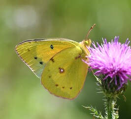 butterfly on a flower