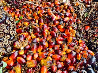 ripe oil palms that have become brondolan