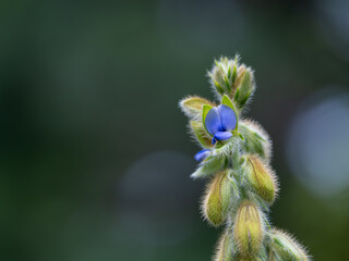 狸のようなタヌキマメの花