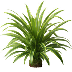 Obraz premium Vibrant green tropical plant bursts with life, a striking image of freshness, energy, and vitality for design. 