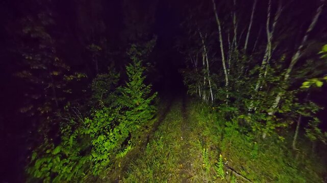 POV of the person lost in the dark woods at night. Walking in scary forest with flashlight. Lost and looking for help in mysterious forest. Fear of getting lost in the deep dark surrounded by trees.