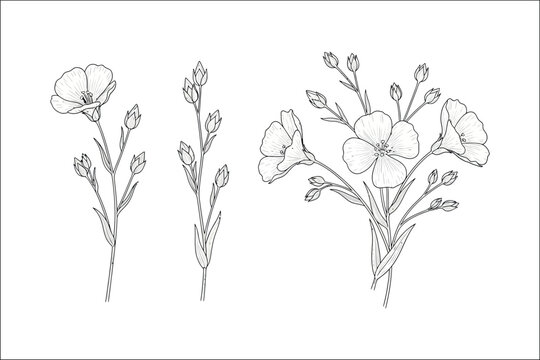 Delicate line art drawing of flax flowers and buds on white background linum bloom
