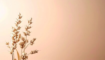 Dried Beige Plants Against a Peach Background