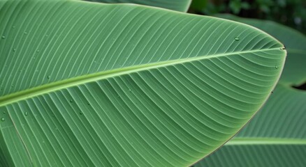Close up of a vibrant green banana leaf with distinct veins and water droplets on the surface detail view - Powered by Adobe