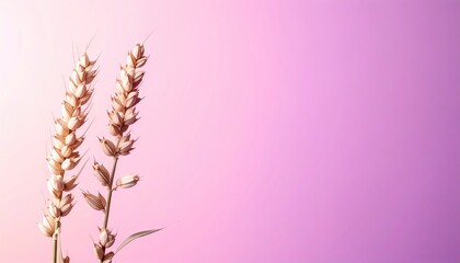Dried Flower Stems on Pink Background