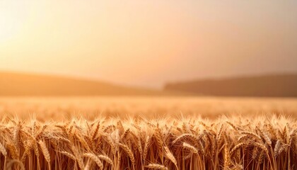 Golden Wheat Field at Sunrise