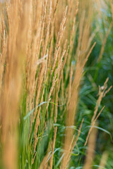 Close-up view of tall, golden grasses swaying gently in a field, showcasing the natural beauty and tranquility of a summer meadow with a shallow depth of field effect.
