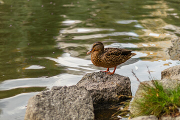 Single duck standing on lake rock, brown feathers and clear reflection, shallow water and nearby grass.
