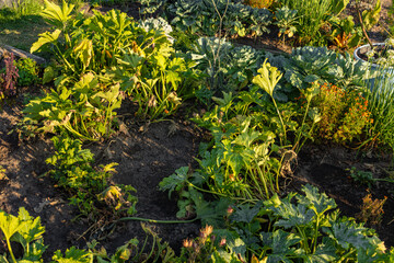 Lush vegetable garden with zucchini, cabbage, and leafy greens growing in rich soil under warm sunlight.
