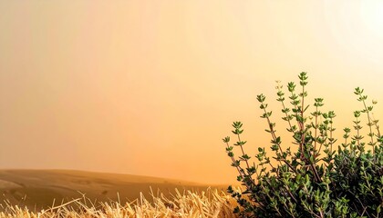 Golden Hour Landscape with Foggy Field and Green Plants