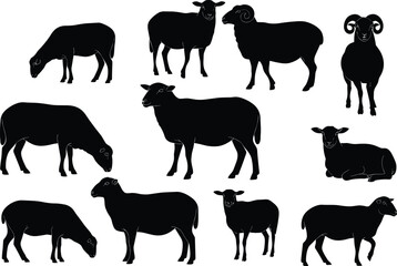 Silhouettes of sheep and rams in various standing, grazing, and resting positions, perfect for farm, livestock, rural and agriculture themes.