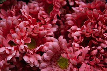pink chrysanthemum flowers