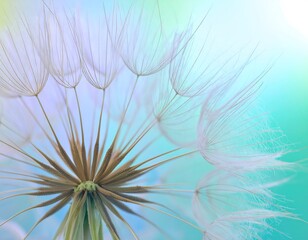 Delicate dandelion seeds