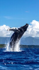 Naklejka premium Majestic humpback whale gracefully arches out of the turquoise ocean, a powerful display of marine life against a vivid blue sky dotted with fluffy white clouds.