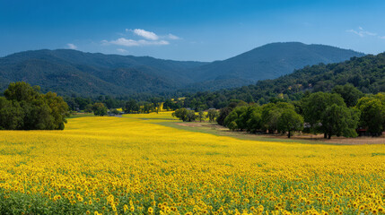 experience beauty of sundrenched sunflower fields in california where golden blooms stretch endlessly under clear