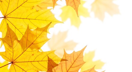 Fototapeta premium Closeup of vibrant yellow maple leaves with a white background, showcasing autumns beauty and isolated on white background