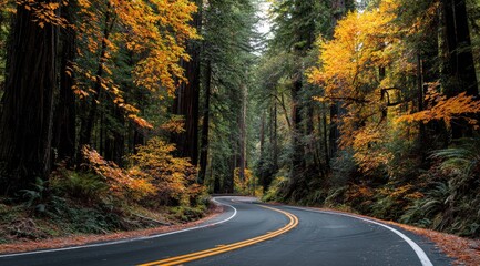Fototapeta premium Autumnal forest road winding through redwood trees