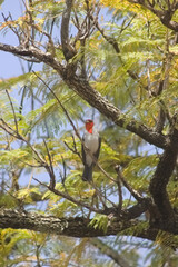 Red-crested Cardinal, Paroaria coronata, Tucumán, Argentina
