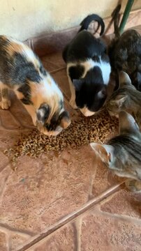 Gatos irm&atilde;os com ra&ccedil;&atilde;o