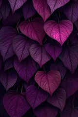 Close-up of deep purple heart-shaped leaves, densely packed, creating a textured vertical backdrop
