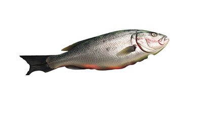 Close-up of a fish