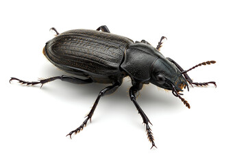 Detailed macro shot of a large, black beetle crawling on a white surface, showing its intricate body structure and segmented legs in sharp focus and contrasting shadows.