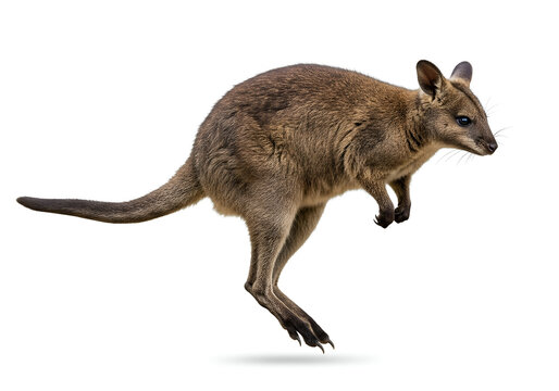 A captivating image of a wallaby mid-leap, its agile form beautifully captured against a clean white backdrop, showcasing its dynamic movement and wild essence.
