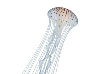 Graceful marine life portrait featuring a jellyfish floating in the water, showcasing the beauty...
