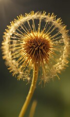 Golden dandelion seed head bathed in sunlight, ethereal glow, shallow focus , gentle, soft