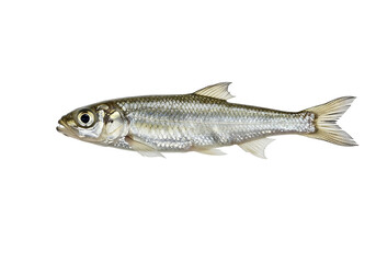 A silver-scaled fish swims in a clear body of water, showcasing its aquatic grace and natural habitat with glistening scales and streamlined form.