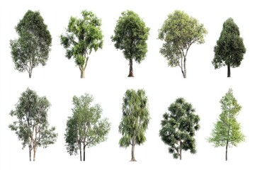 Nine trees, various types and foliage, isolated on white background