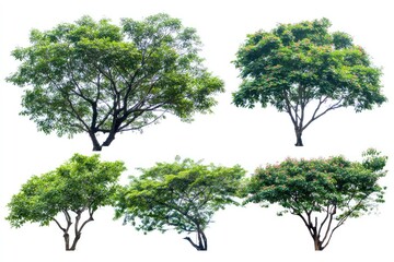 Five trees, isolated on white background