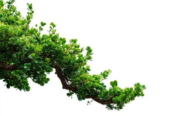 A branch with lush green foliage