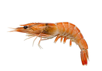 Isolated closeup of a vibrant prawn against a white backdrop, highlighting its delicate features...