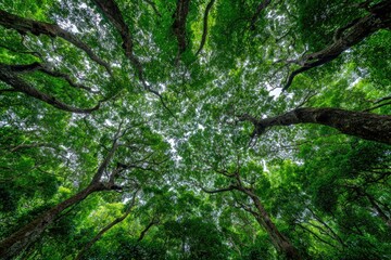 Lush green canopy viewed from below.  Dense forest trees stretching upwards.  Sunlight filtering through the leaves.  Vibrant foliage