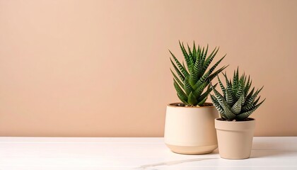 Two Succulents in Beige Pots on White Surface Against Taupe Background