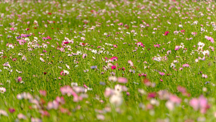 秋の草原に咲くピンクと白のコスモスの花畑