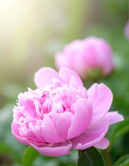 Obraz premium A vibrant pink flower blooms gracefully, its delicate petals unfurling, surrounded by lush green leaves that provide a vivid backdrop, enhancing its beauty.