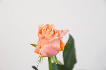 オレンジ色のバラ