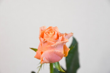 オレンジ色のバラ