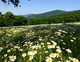 Wide shot of a field of daisies, lush green trees, and distant mountains under a clear blue sky